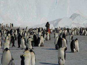 Чужой среди пингвинов